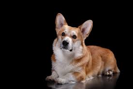 I've seen 2 breeders in the last 5 minute internet search leaving tails on. Pembroke Welsh Corgi Ilovepets Com