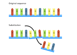 What Types Of Mutation Are There Facts Yourgenome Org