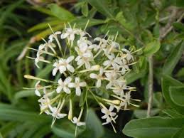 Image result for Pavetta uniflora