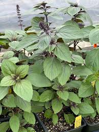 Image result for Ocimum