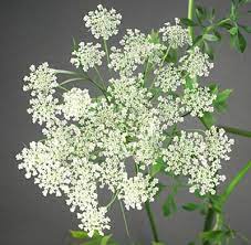 Pin On White Wedding