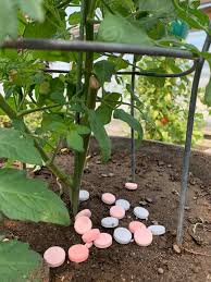 Maybe you would like to learn more about one of these? Tomato Talk Preventing Blossom End Rot Beat Your Neighbor