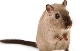 Mice poison and traps if you want to know how to get rid of mice naturally, the best thing you can do is use humane traps. How To Get Rid Of Mice Naturally Peppermint Oil And More Updated For 2021 Pests Org