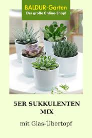 5er Sukkulenten Mix Inkl Glas Ubertopfen Top Qualitat Kaufen Baldur Garten In 2020 Sukkulenten Sukkulente Topfe Pflanzen
