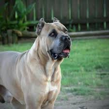 Cane Corso Dogs Kopek Danua