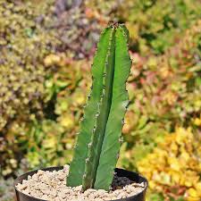 Image result for Euphorbia zambesiana