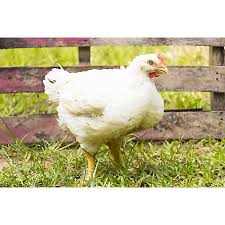 The most delicious fruit or vegetable is the one you plant yourself, or with your family.. Hoover S Hatchery Cornish Cross Broiler Chickens 10 Count Baby Chicks Cc At Tractor Supply Co