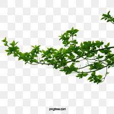  Gambar Daun Hijau Cabang Tanaman Merambat Cabang Clipart Daun Cabang Png Transparan Clipart Dan File Psd Untuk Unduh Gratis In 2021 Plant Clipart Leaf Clipart Leaves Illustration