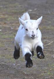 29 Funny Baby Goat Pictures That Show They Could Be The Most Adorable Animal Of All Keci Yavrulari Cok Sirin Hayvanlar Sevimli Hayvan Yavrulari