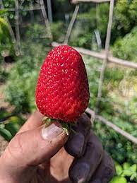 With an annual strawberry production of 1.43 million tons of in 2018, the united states is the leader of the global strawberry market, accounting for a third of the total world's production. Strawberry Wikipedia