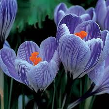 Image result for Commicarpus grandiflorus