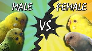 If the samples have zz chromosomes, it means your parakeet is male, and if they include zw chromosomes, your parakeet is female. How To Tell If Your Budgie Is A Male Or Female What Gender Is Your Budgie Youtube