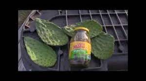 Bacteria's genetic makeup) this form of asexual reproduction happens in bacteria. Asexual Reproduction In Cactus Youtube