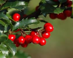 In the fall, over 20 different species of birds including cedar waxwings, robins, catbirds, and mockingbirds. American Holly For Sale The Tree Center