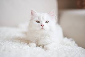 Unique names for cats inspired by disney and pixar. 150 Wonderful Names For White Cats And Kittens