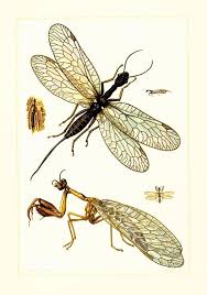1960 Mantidflies Mantid Lacewings Mantis Flies Vintage