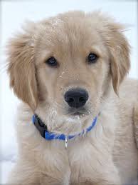 Housetalkn Big George The Snow Dog Wordless Wednesday Golden Retriever Cute Animals Cute Puppies