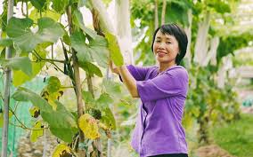 Rau hữu cơ » Báo Phụ Nữ Việt Nam