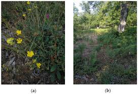 Image result for Usteria guineensis