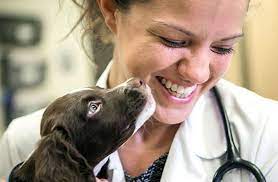 Check spelling or type a new query. Continuing Education Ce American Veterinary Medical Association