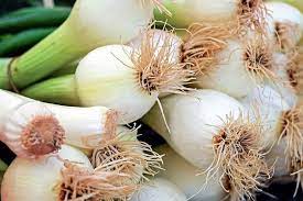 Shallots are grown from small bulbs kept from the main plant. Green Onions Spring Onions Shallots And Eschalots