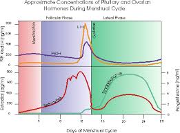 Common Signs Of Progesterone Deficiency Menstrual Cycle