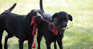 But golden retrievers are especially eager to please their people and are easy to train. Why Do Dogs Imitate Their Owners And Other Dogs Cesar S Way