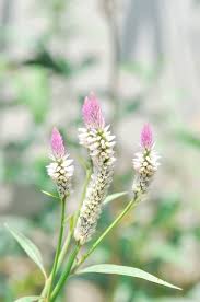 Image result for Celosia argentea