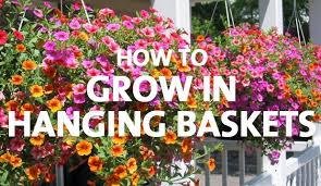 Abundant and long flowering is promoted by regular trimming of. How To Grow In Hanging Baskets Palmers Garden Centre