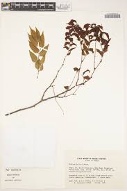 Image result for Dialium holtzii