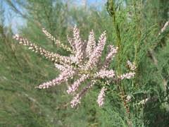 Image result for Tamaricaceae