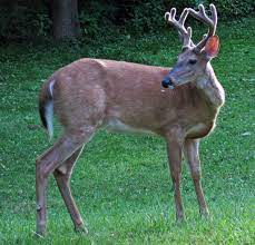 Mais en voyant ce qu'ils font, il se presse de tout filmer ! White Tailed Deer Wikipedia