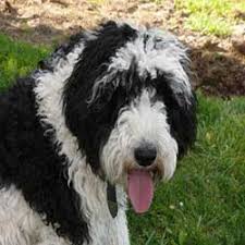 Sheepadoodle Old English Sheepdog And Poodle Mix