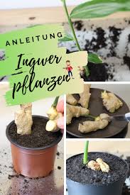 Ingwerpflanze Aus Einer Ingwerknolle Ziehen Ingwer Pflanzen Ingwerpflanze Ingwer Anpflanzen