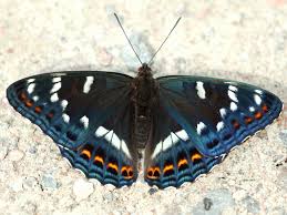 Image result for Limenitis populi