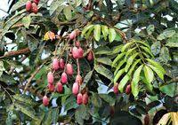 Image result for Pachylobus edulis