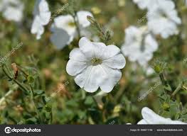 Image result for Petunia axillaris