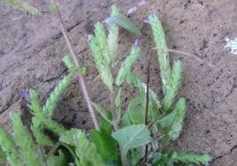 Image result for Aeollanthus homblei