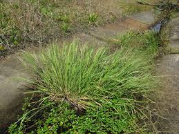 Image result for Agrostis pilgeriana