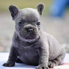 Check spelling or type a new query. 27 Best French Bulldog Puppies For Sale Ideas French Bulldog Puppies French Bulldog Puppies