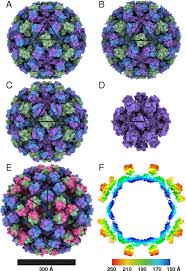 It is very common and very easy to spread (contagious). High Resolution Cryo Em Structures Of Outbreak Strain Human Norovirus Shells Reveal Size Variations Pnas