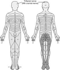 Regional Anesthesia Spinal And Epidural Anesthesia