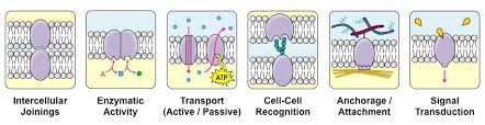 Membrane Proteins Bioninja