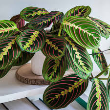 Image result for maranta