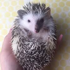 Take it to a vet if it does not suckle at feeding time and is breathing rapidly. Contoh Soal Hukum Kekekalan Momentum Baby Porcupine Vs Hedgehog