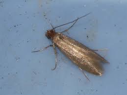 Moths are destructive, no doubt, but they don't actually eat your clothes—their babies do. How To Get Rid Of Clothes Moths