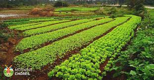 Mulches cover the soil's surface, protecting it from erosion, locking in soil moisture and suppressing weeds. No Till Gardening In 5 Easy Steps Plus Extra Tips To Get You Started