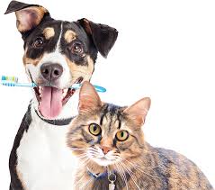 A dental implant is a fixture which is placed surgically into the bone of the jaw or skull to support a crown, bridge or denture. Pet Dental Care No Anesthesia Pearly White Pets