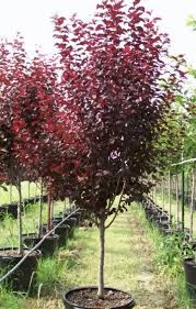 Ornamental Plum Blooms With White Flowers In The Spring Purple Will Look Good Agains Trees For Front Yard Purple Leaf Plum Tree Front Yard Landscaping Design