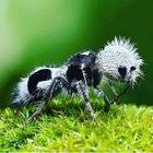 Image result for panda ant